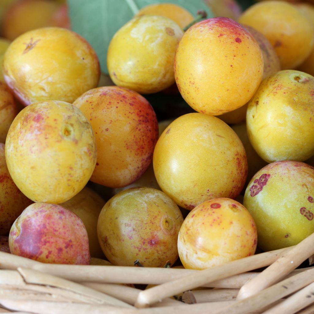 Ameixoeira Mirabelle de Nancy - Prunus institiae