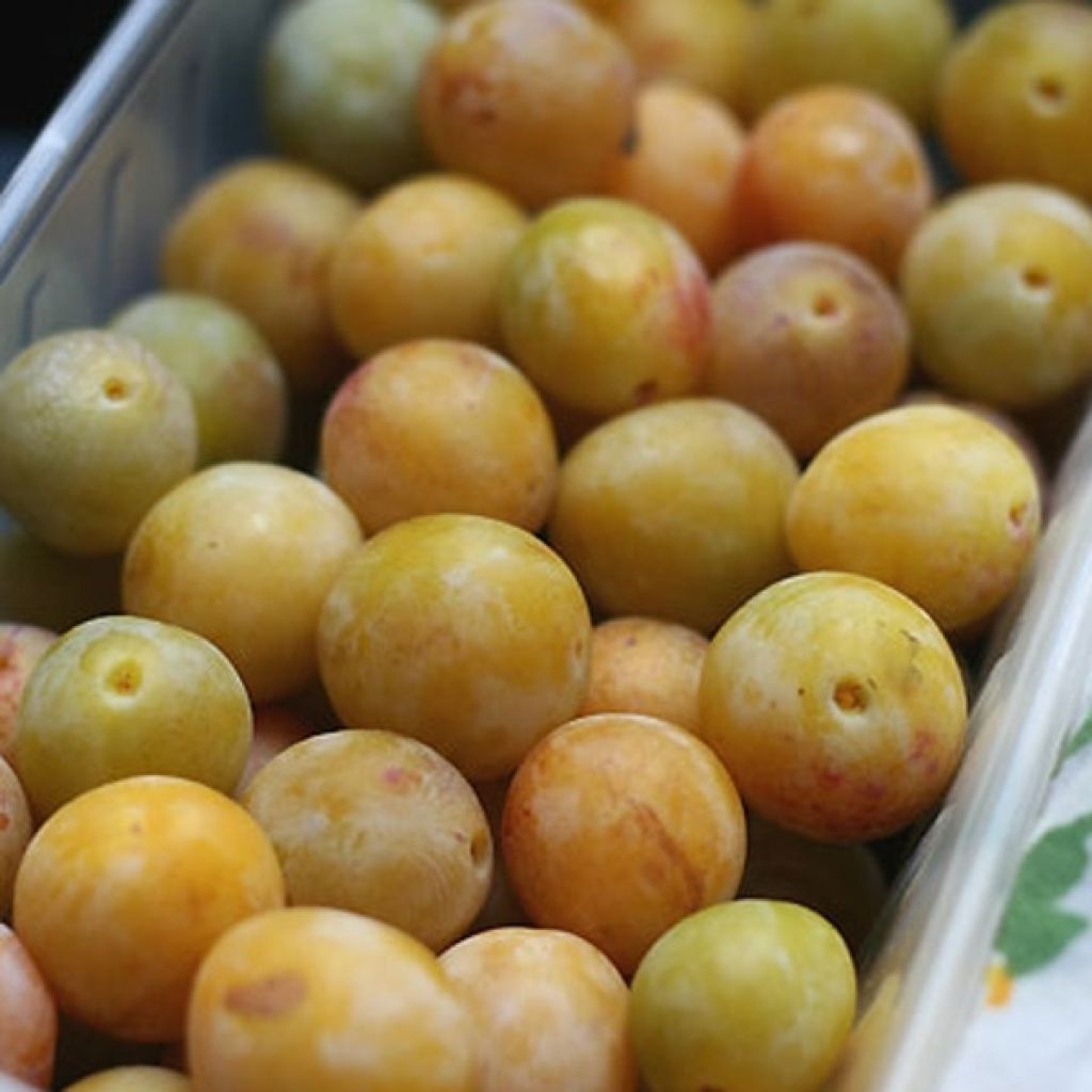 Ameixoeira Mirabelle de Nancy - Prunus institiae