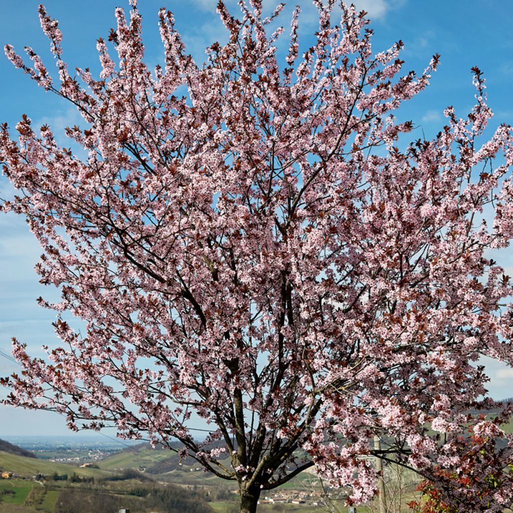 Prunus cerasifera Nigra