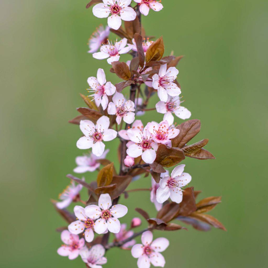 Prunus cerasifera Nigra
