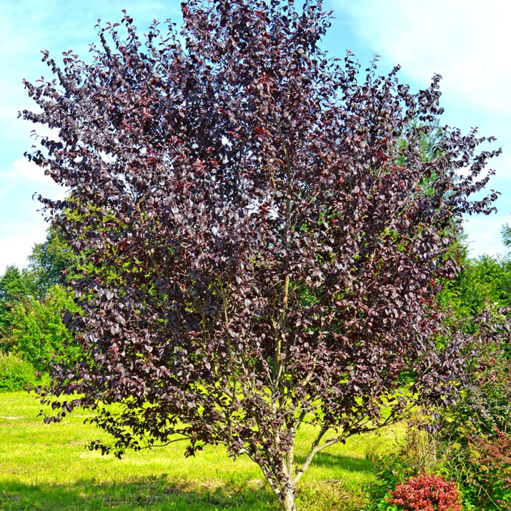 Prunus cerasifera Pissardii