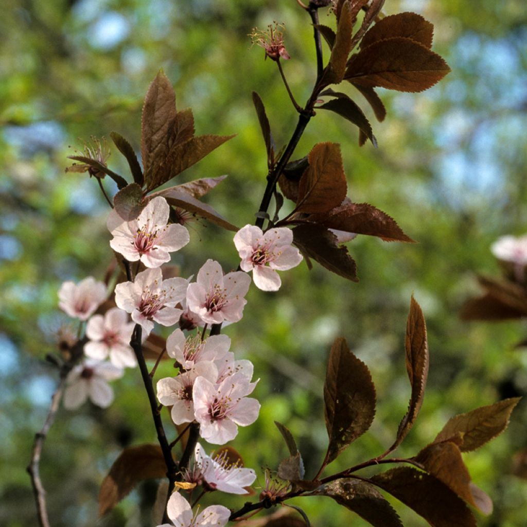 Prunus cerasifera Pissardii