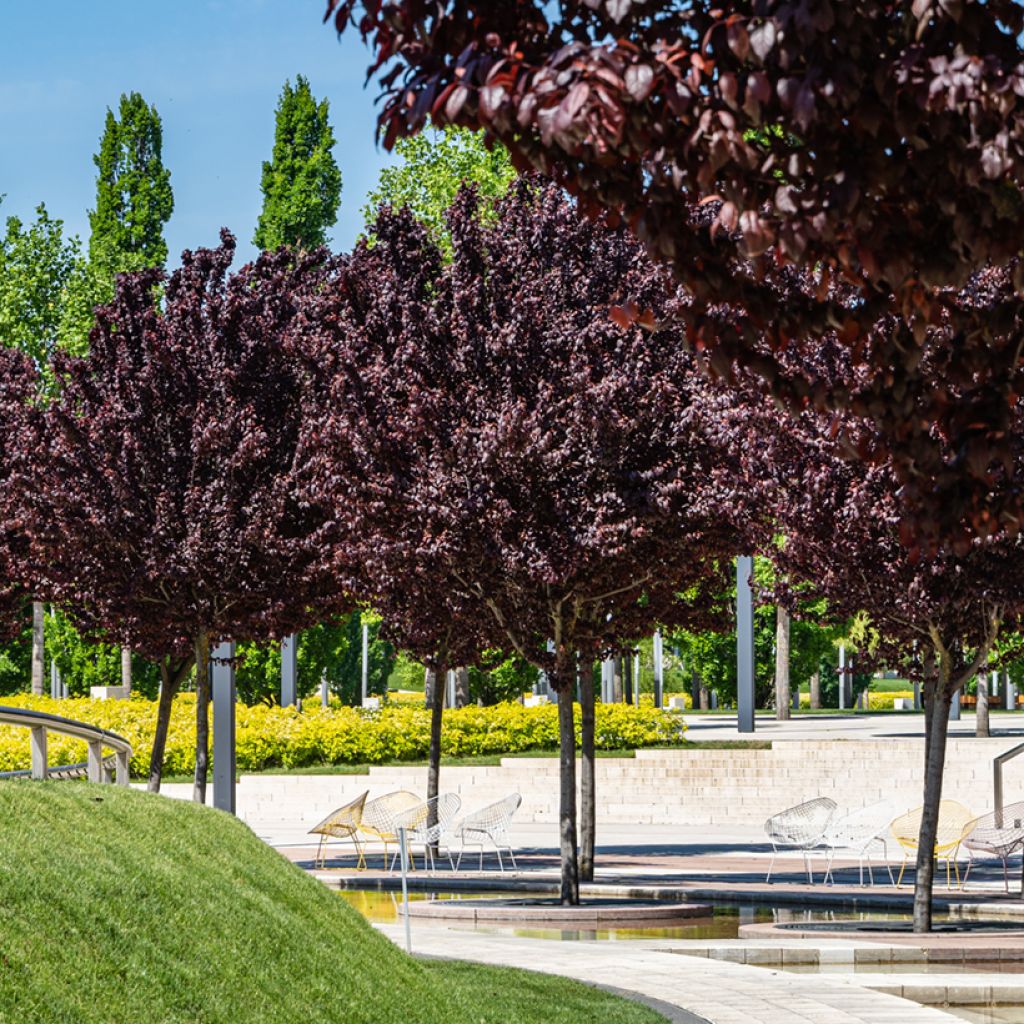 Prunus cerasifera Pissardii