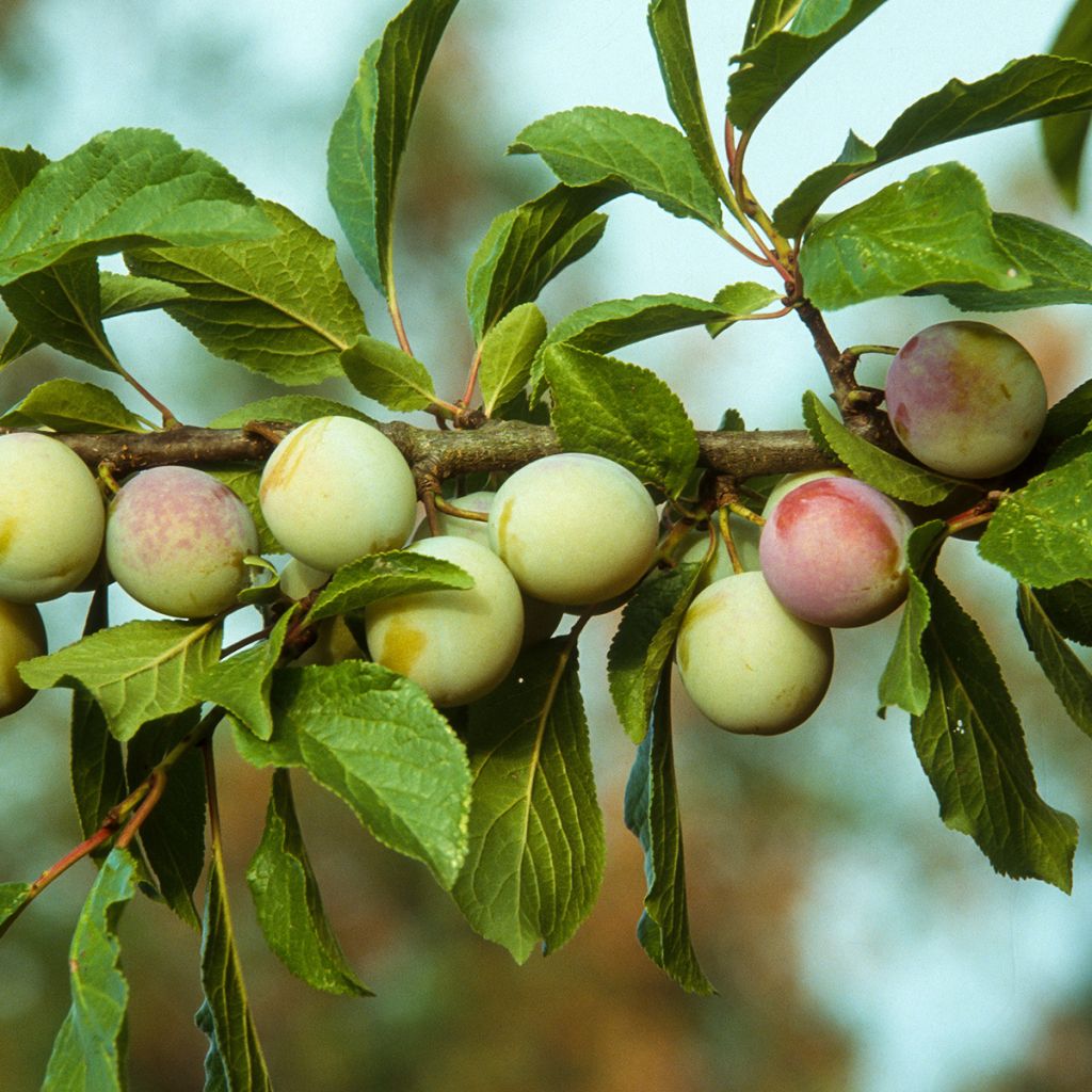 Ameixeira Reine Claude dOullins - Prunus domestica