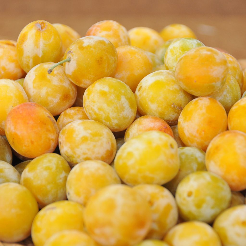 Ameixeira Reine Claude dOullins - Prunus domestica