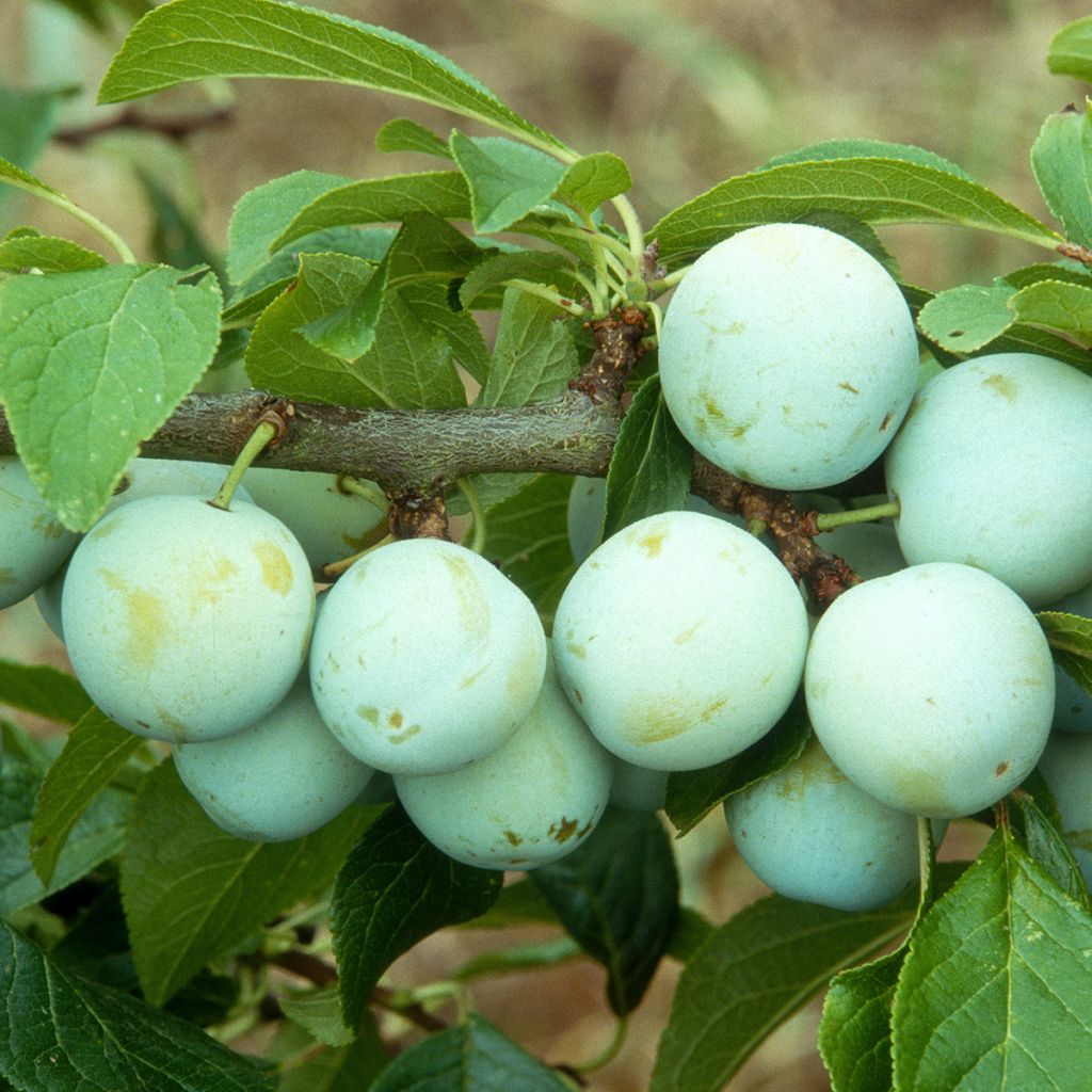 Ameixeira Reine Claude dOullins - Prunus domestica