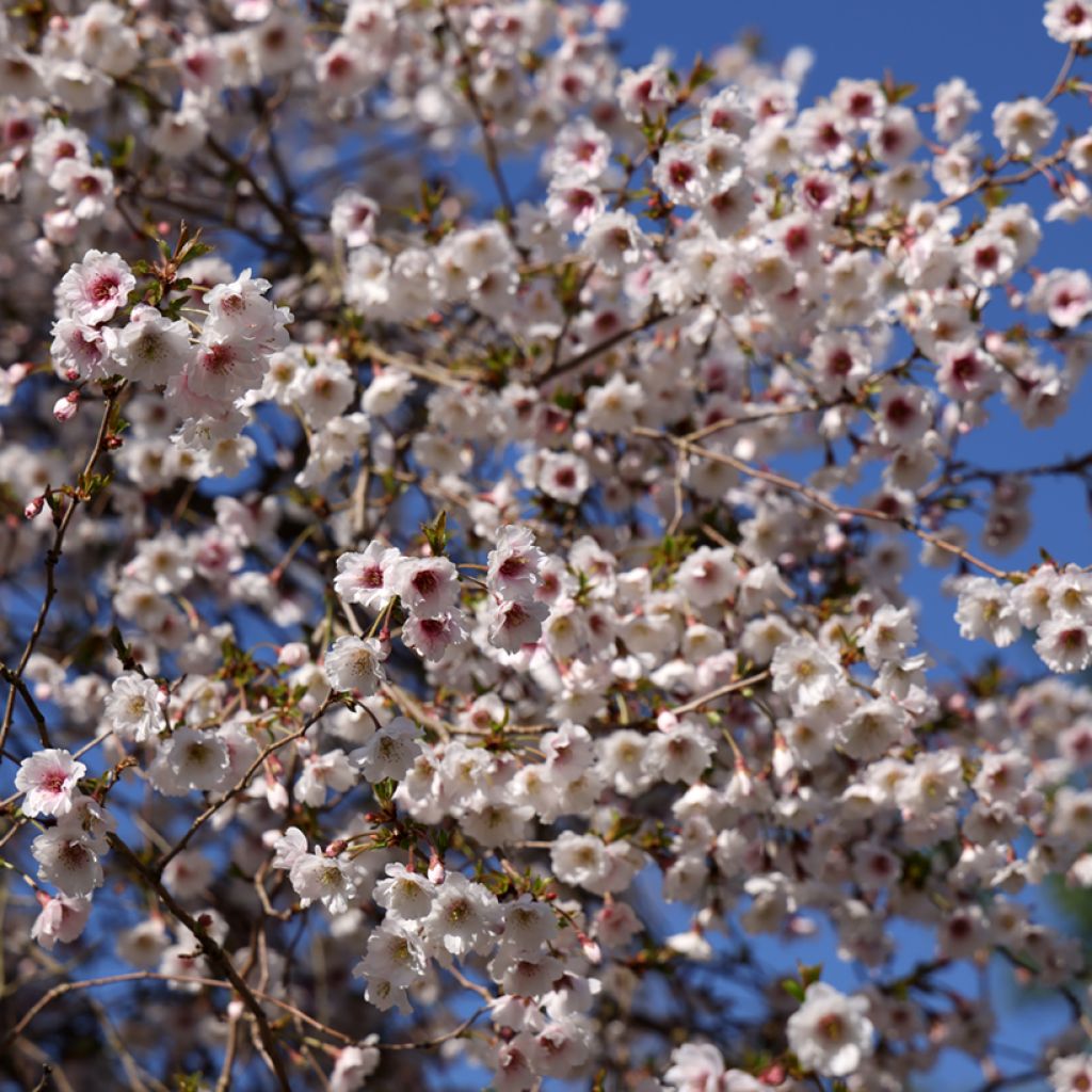 Cerejeira de flor - Prunus Hally Jolivette