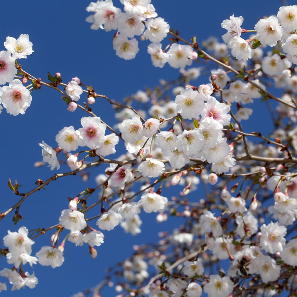 Cerejeira de flor - Prunus Hally Jolivette