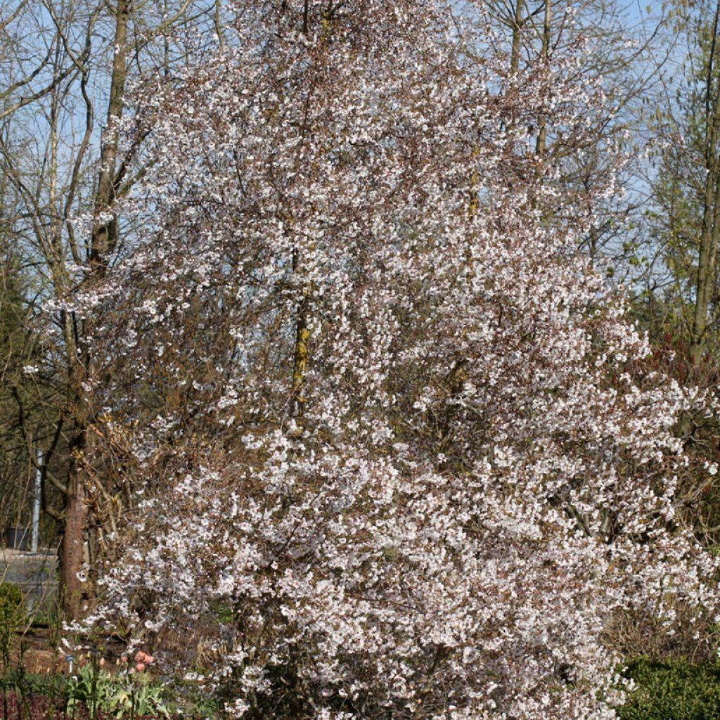 Cerejeira de flor - Prunus Hally Jolivette