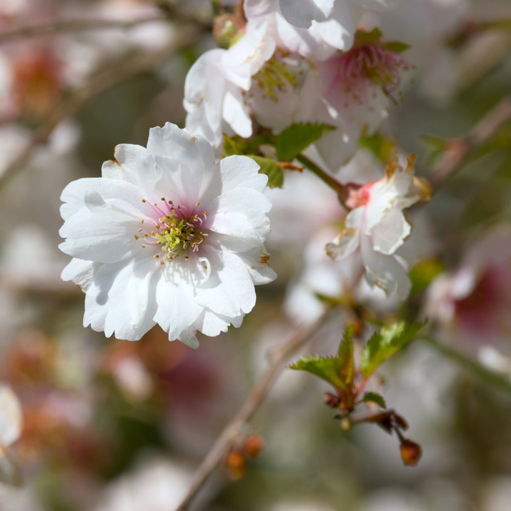 Cerejeira de flor - Prunus Hally Jolivette