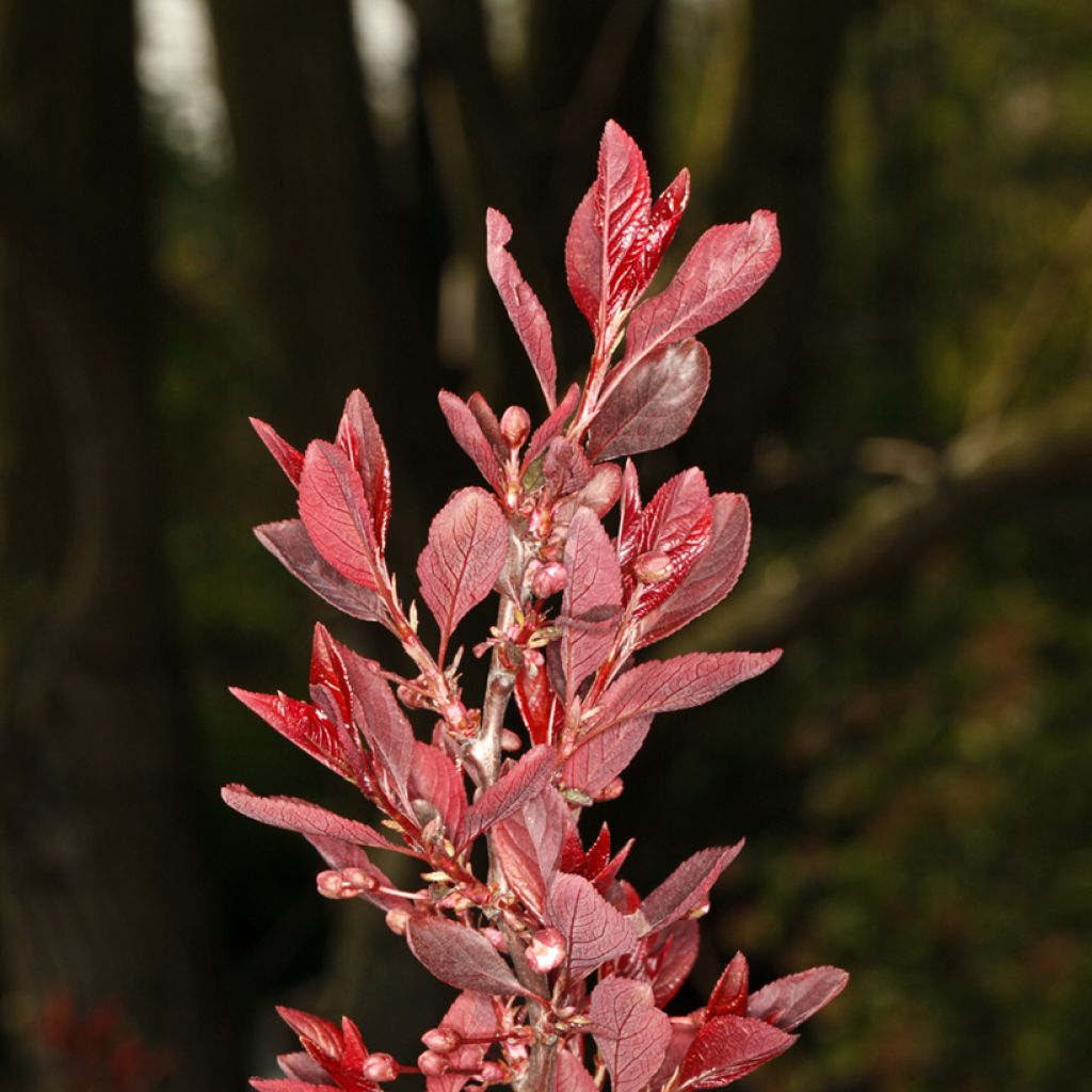 Prunus cerasifera Hollywood