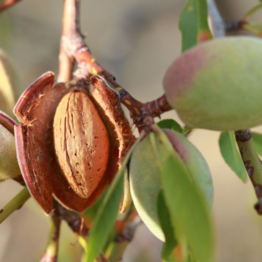 Amendoeira Desmayo Largueta - Prunus dulcis