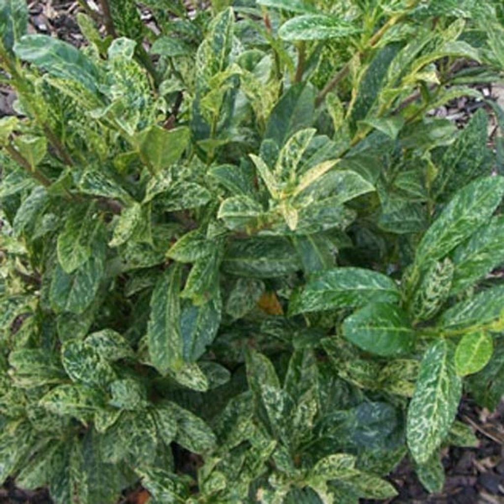 Louro-cereja - Prunus laurocerasus Marbled White
