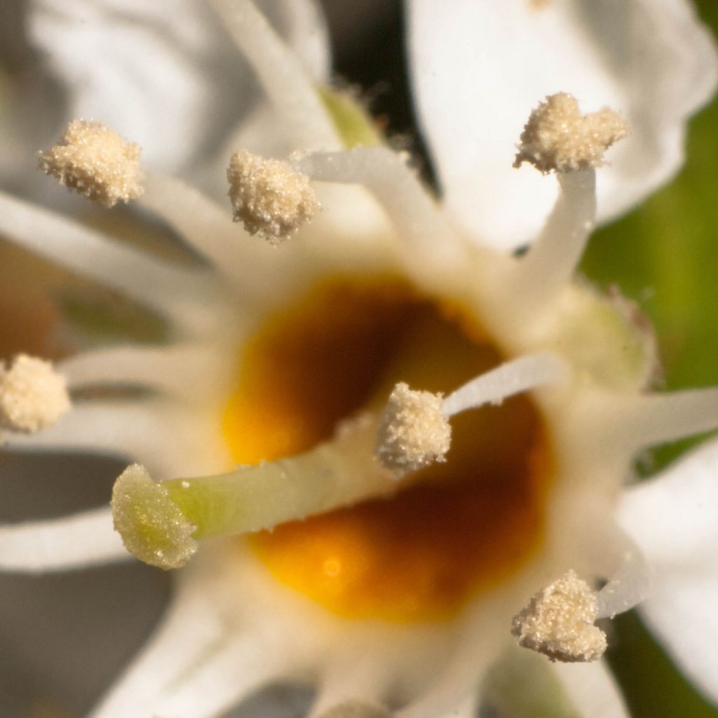 Louro-cereja - Prunus laurocerasus Otto Luyken