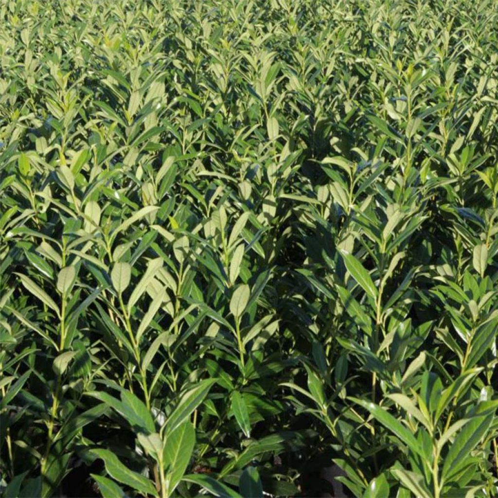 Louro-cereja - Prunus laurocerasus Rotundifolia