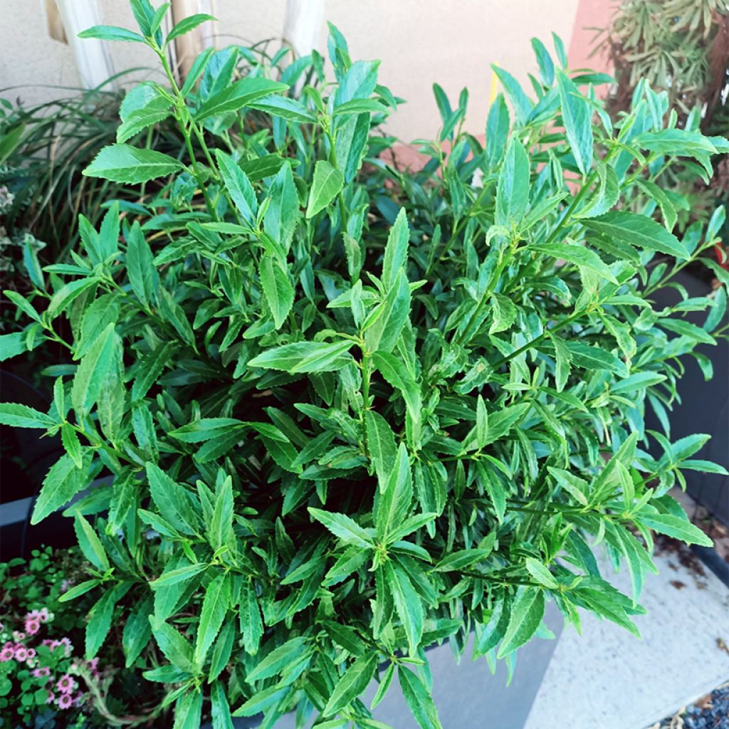 Louro-cereja  - Prunus laurocerasus Sofia