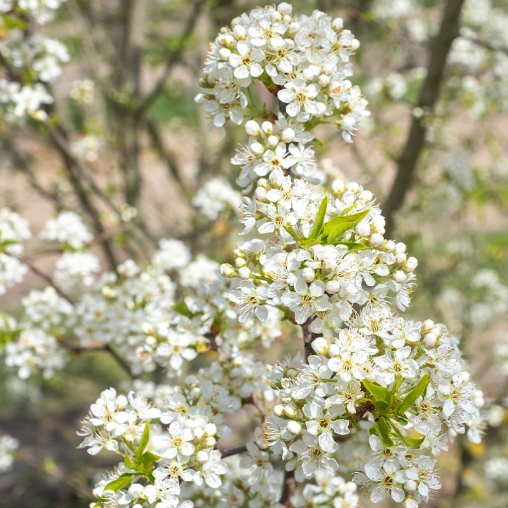 Prunus mahaleb
