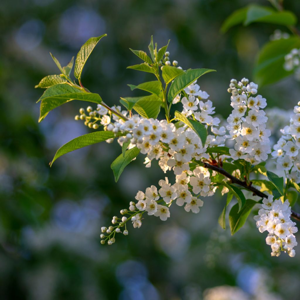 Prunus padus