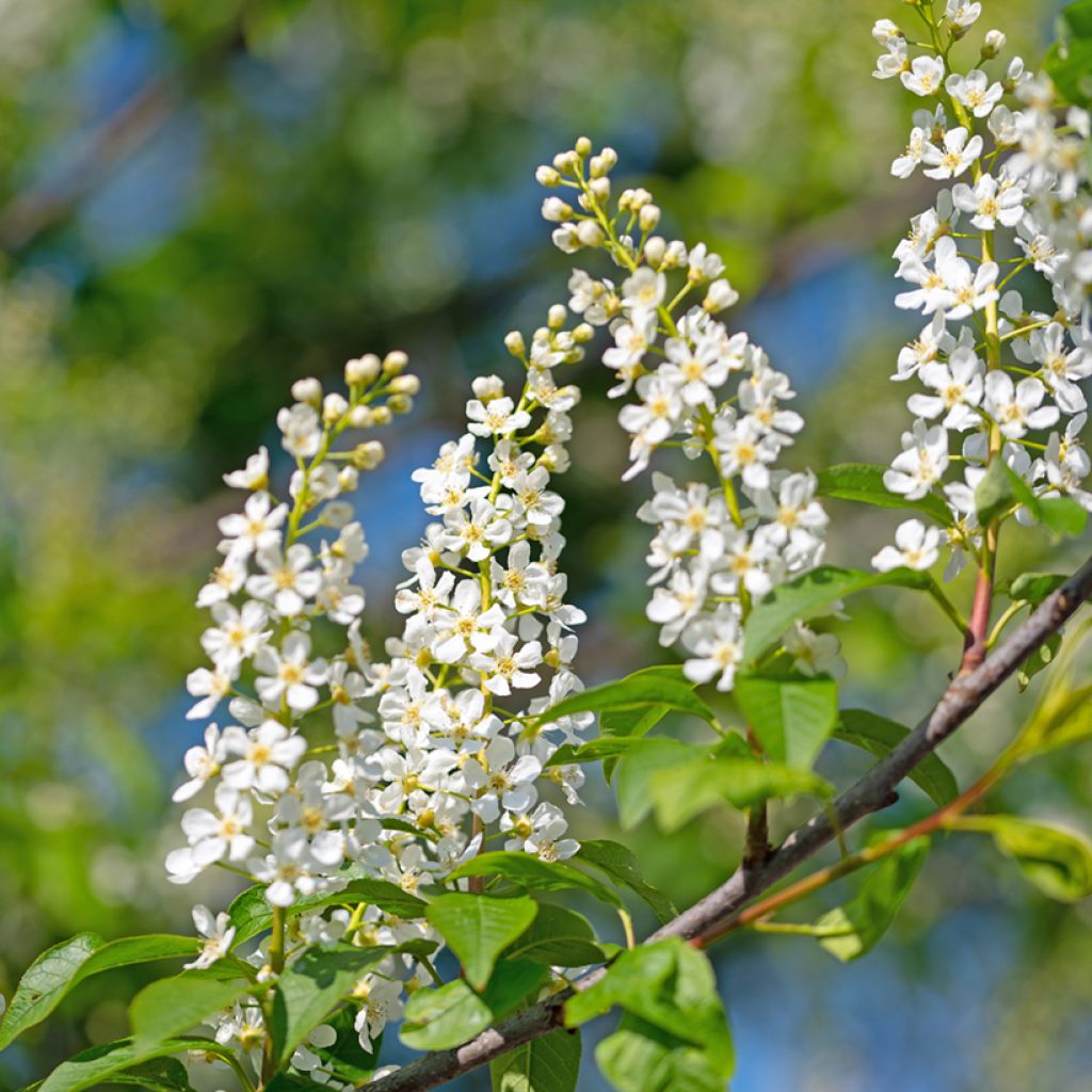 Prunus padus