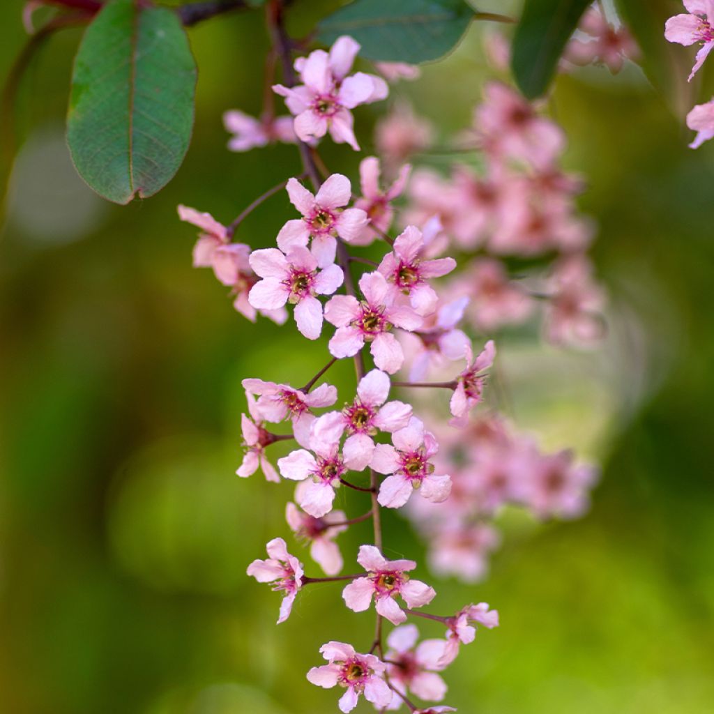 Prunus padus Colorata