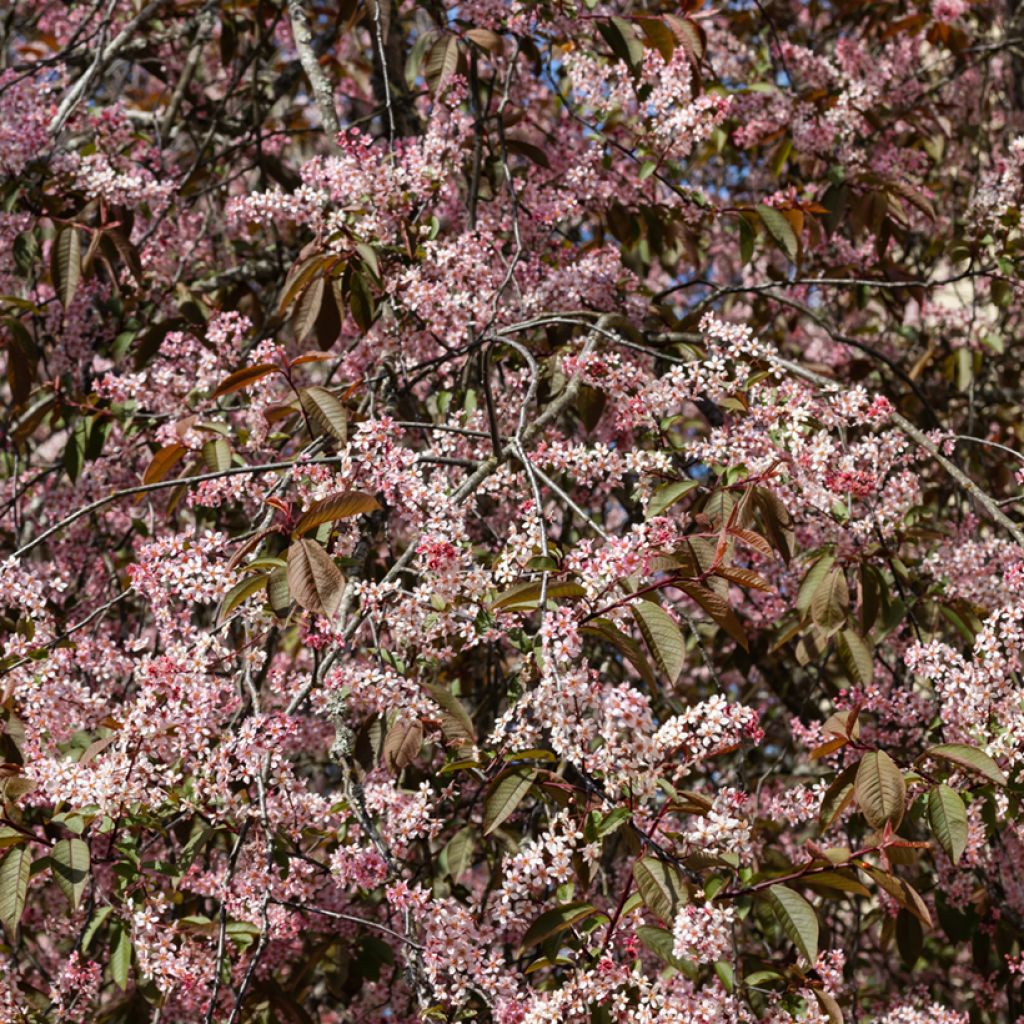 Prunus padus Colorata