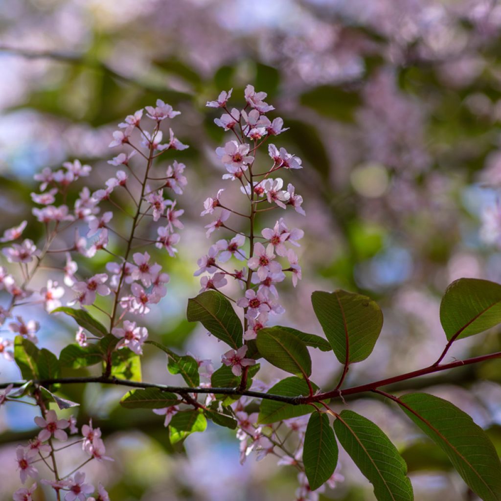 Prunus padus Colorata