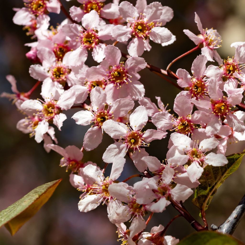 Prunus padus Colorata
