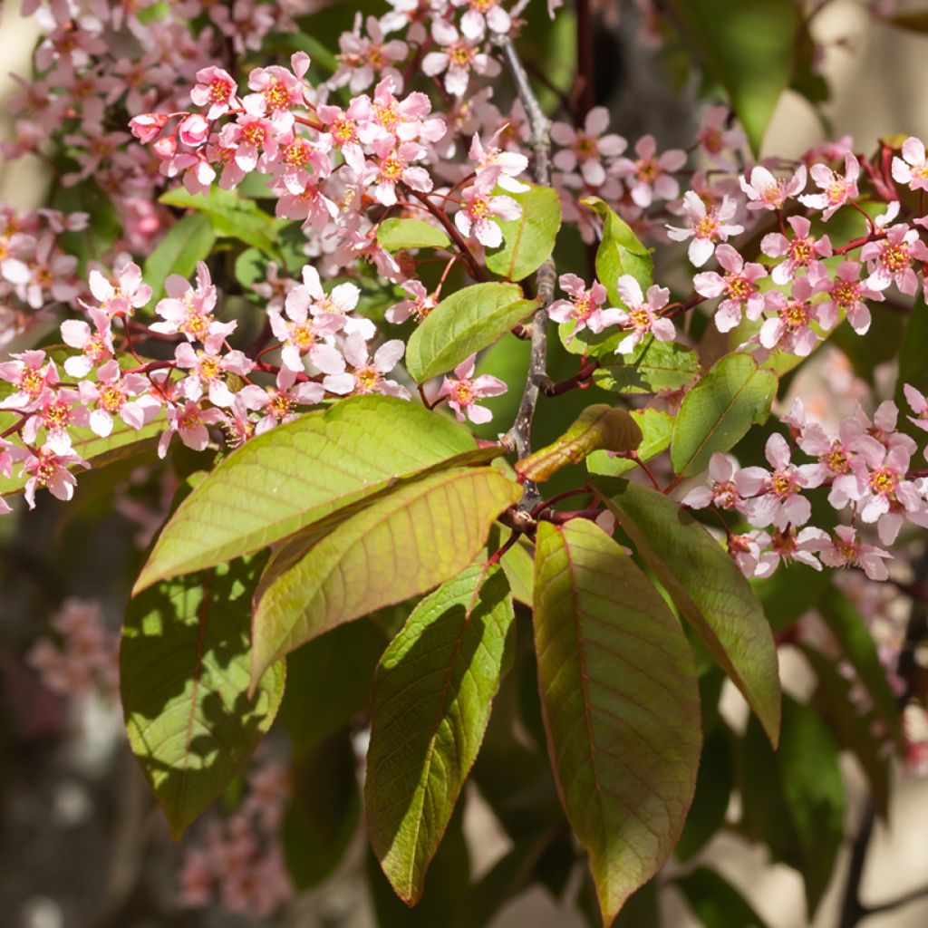 Prunus padus Colorata