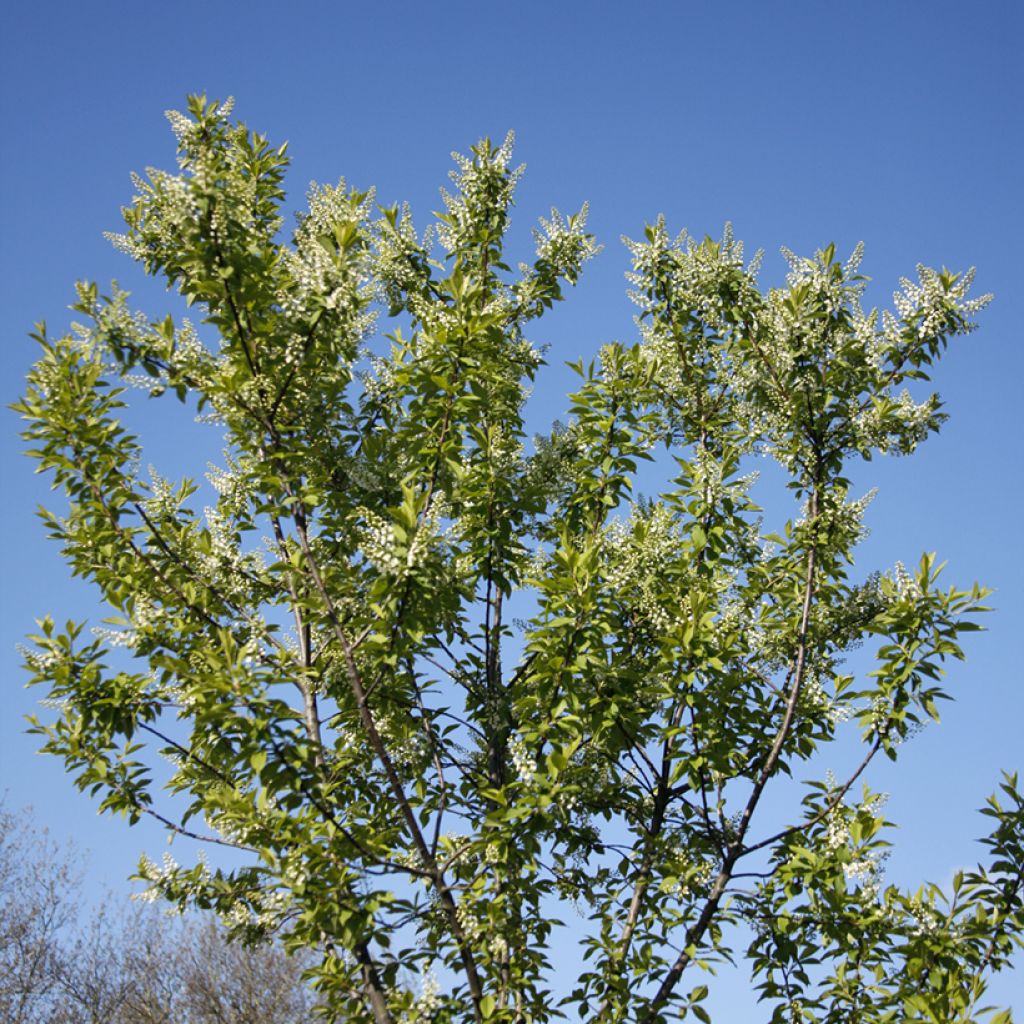Prunus padus Nana