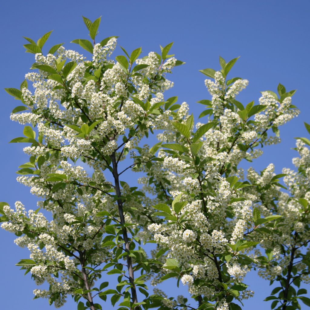 Prunus padus Nana