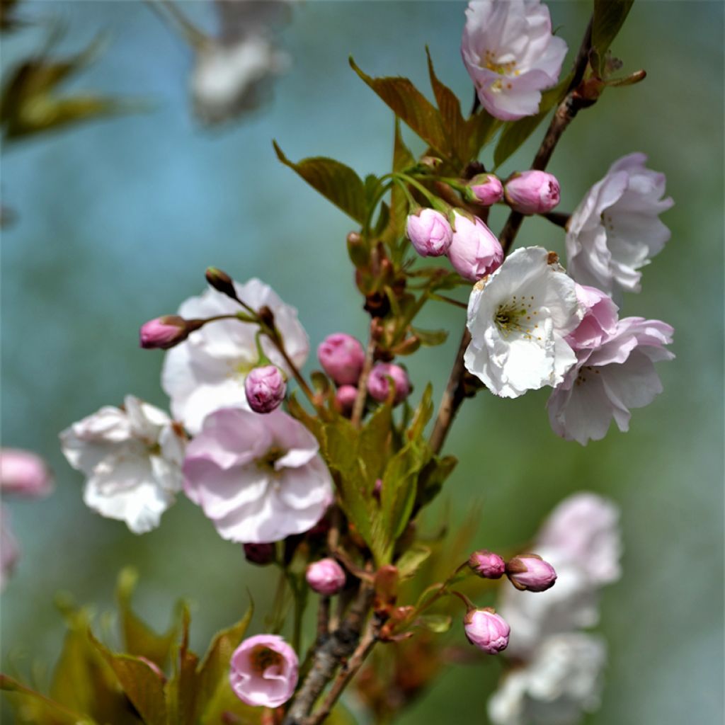 Prunus serrulata Amanogawa
