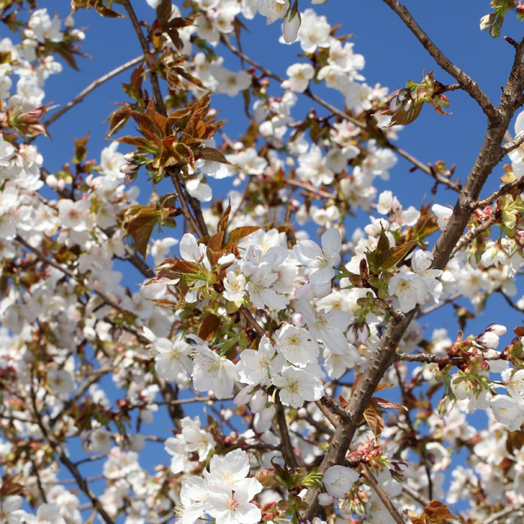 Prunus serrulata Tai-haku