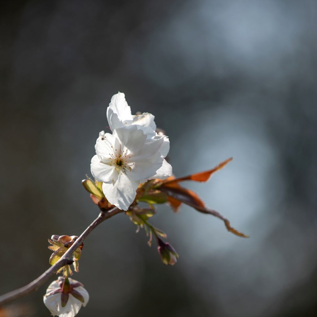 Prunus serrulata Tai-haku