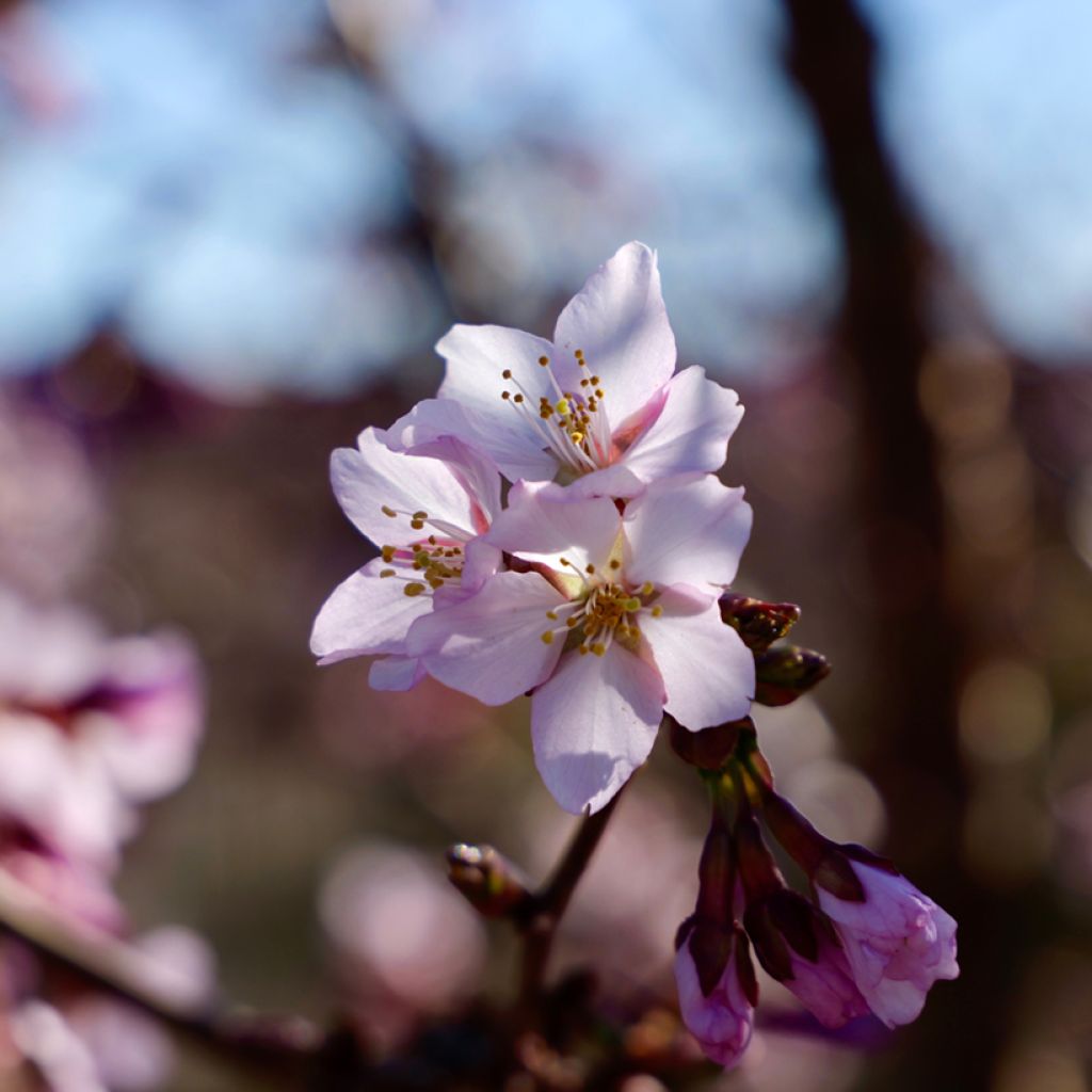 Cerejeira de flor - Prunus kurilensis Ruby