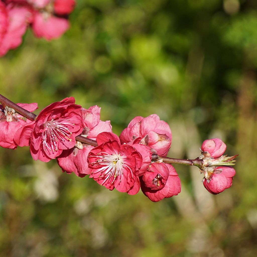 Prunus persica Melred Weeping