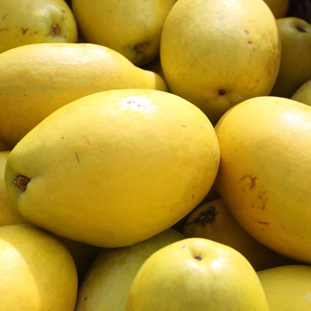 Pseudocydonia sinensis