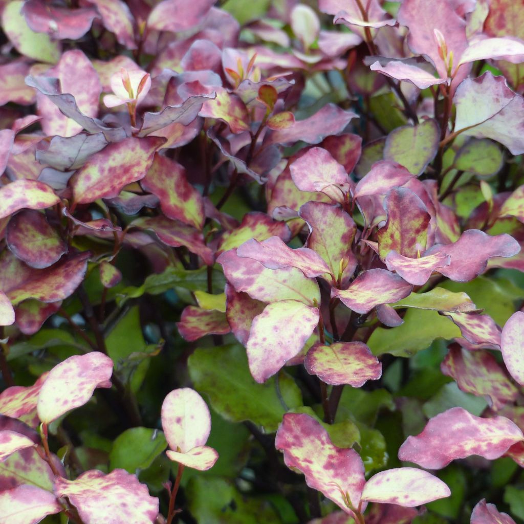 Pseudowintera (Drimys) colorata Red Leopard