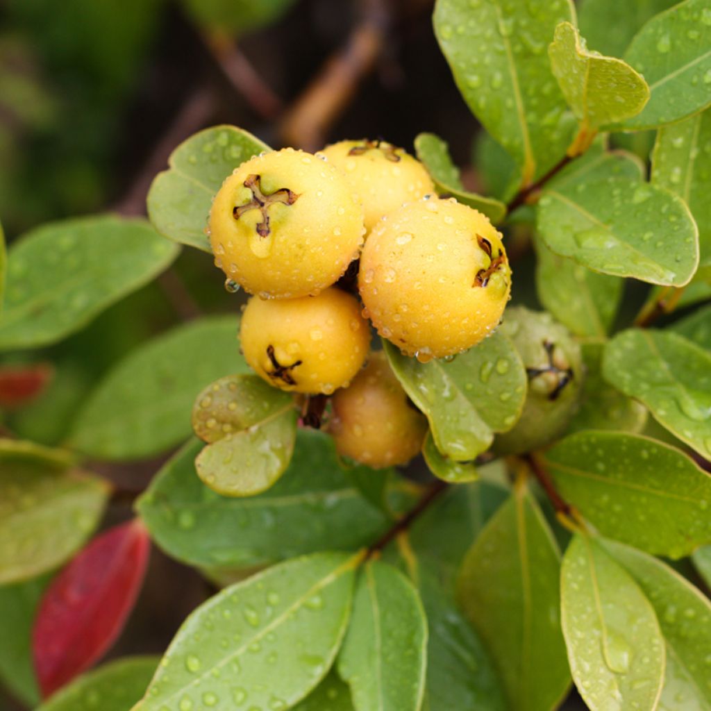 Araçá-amarelo - Psidium cattleyanum f. lucidum