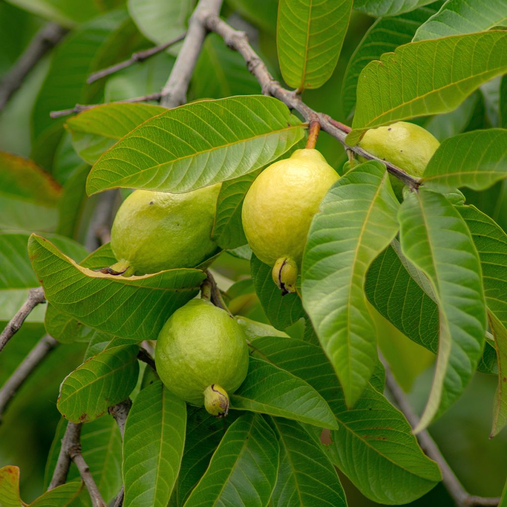 Goiabeira Limon - Psidium guajava