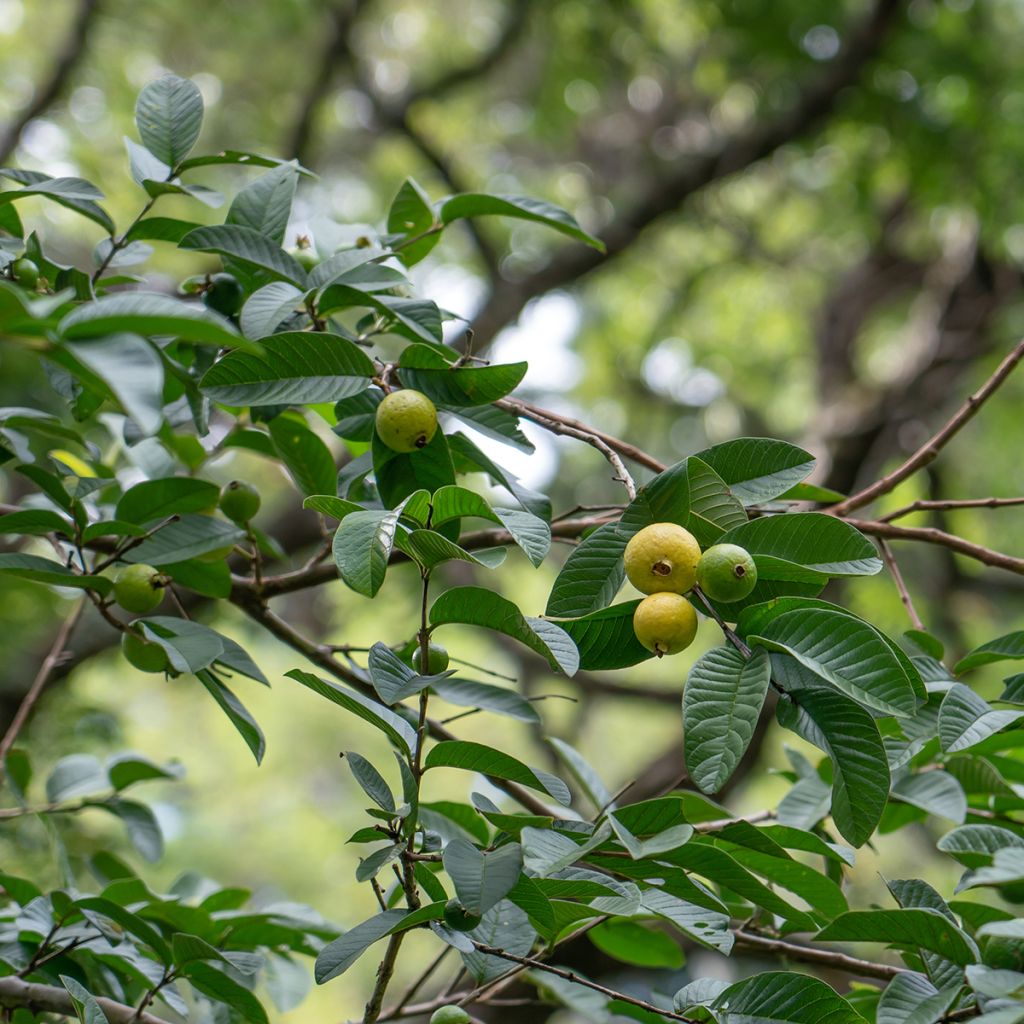 Goiabeira Limon - Psidium guajava