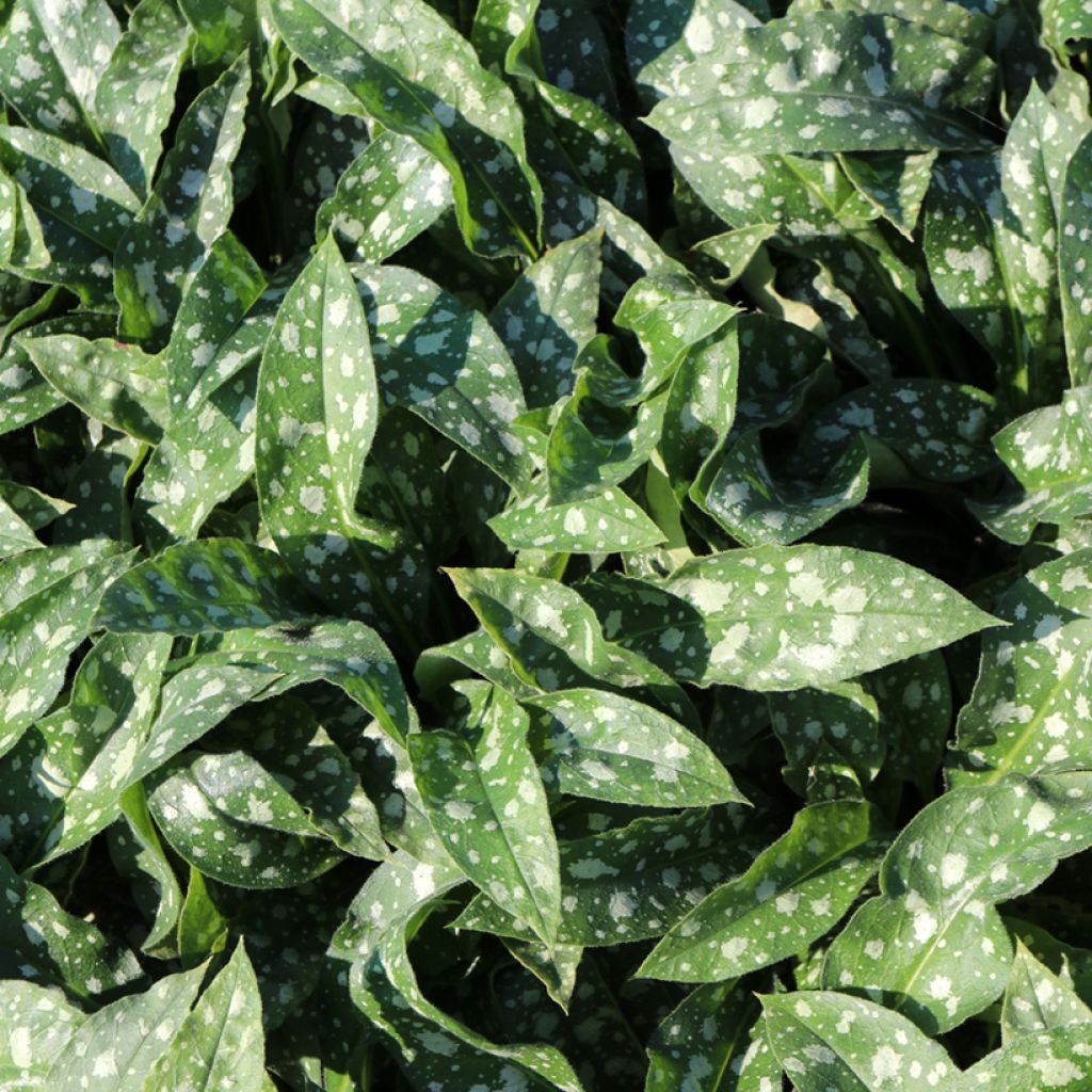 Pulmonária Trevi Fountain