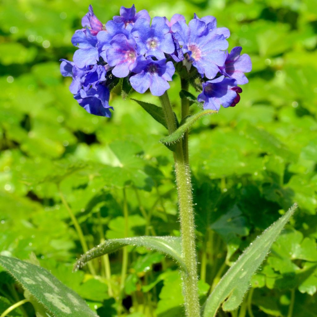 Pulmonária longifolia E.B Anderson (Bertram Anderson)