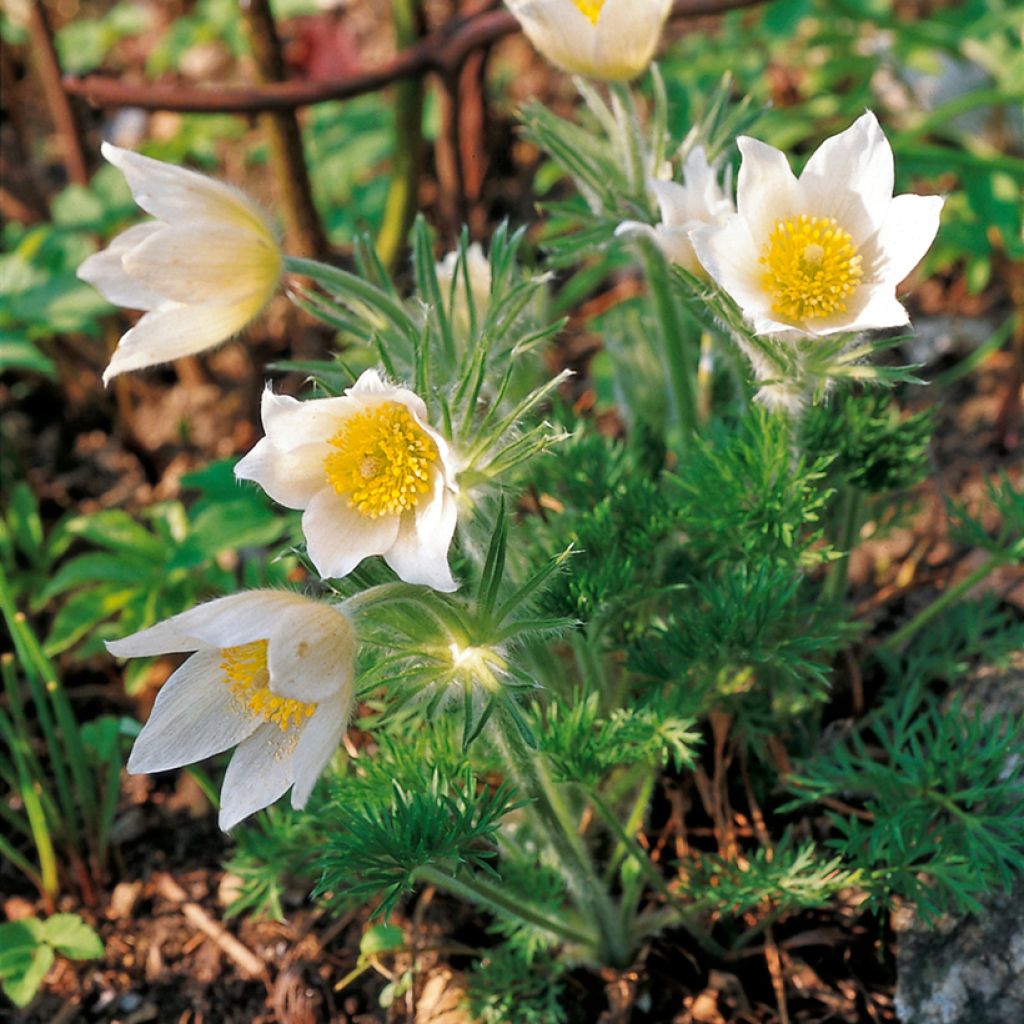 Pulsatilla vulgaris Alba
