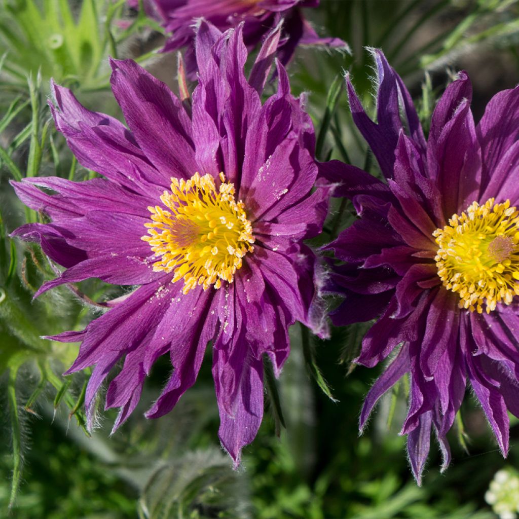 Pulsatilla vulgaris Papageno