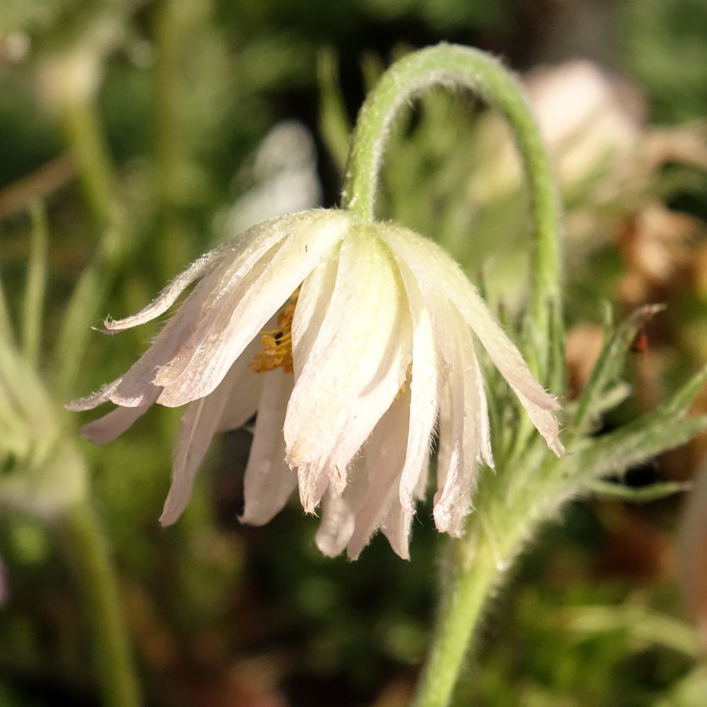 Pulsatilla vulgaris Papageno