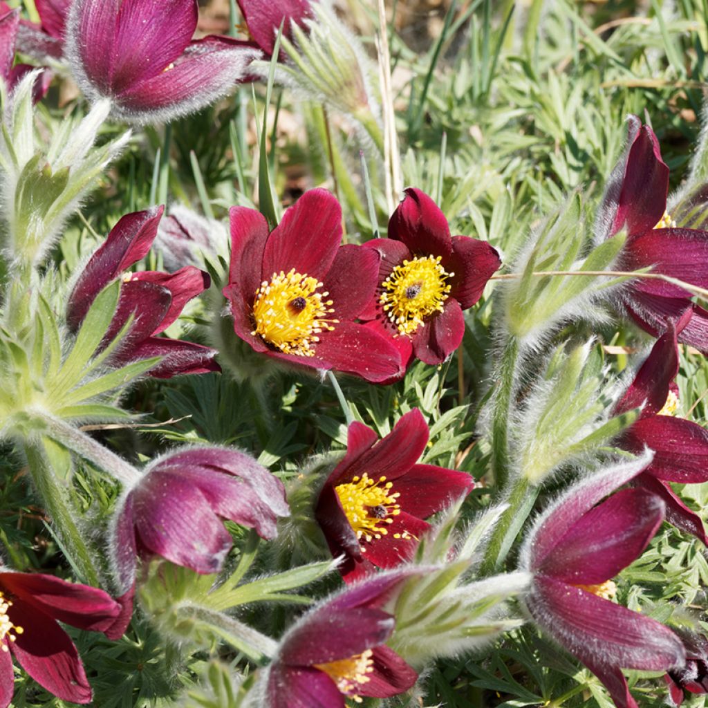 Pulsatilla vulgaris Röde Klokke