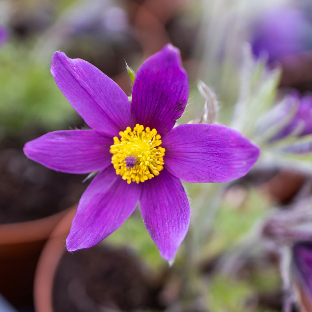 Pulsatilla vulgaris Violeta