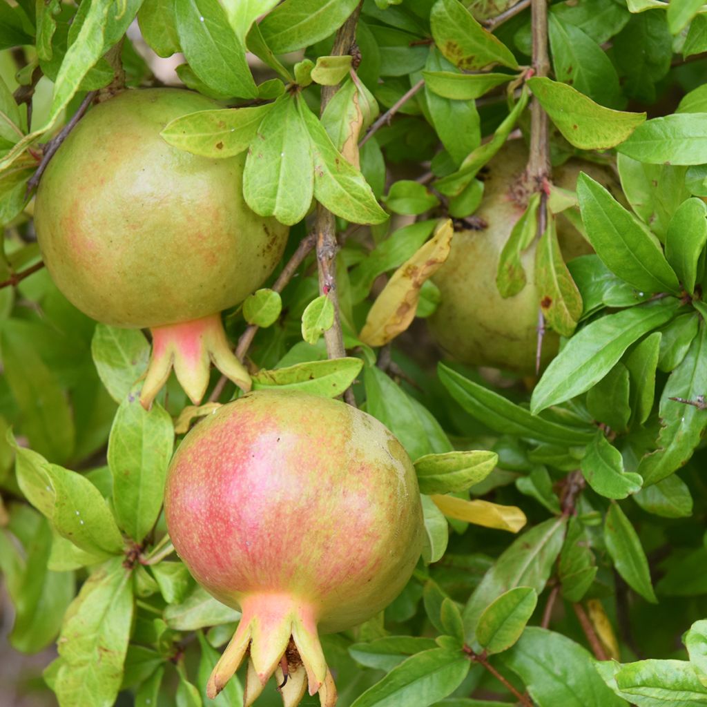 Romãzeira Seedless