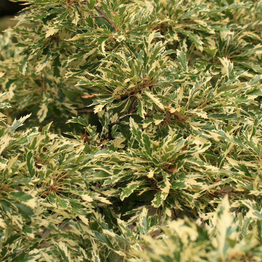 Carvalho-da-Turquia Argenteovariegata - Quercus cerris