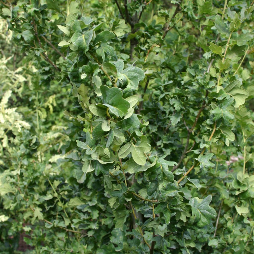 Carvalho-alvarinho Facrist - Quercus robur